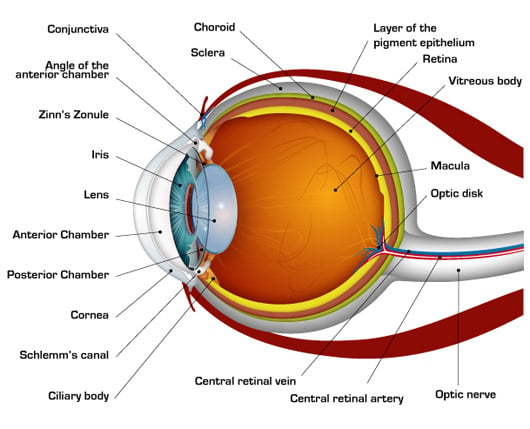 Diagram of eye